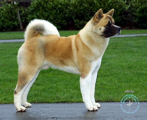 Akita 9T031D-052.JPG